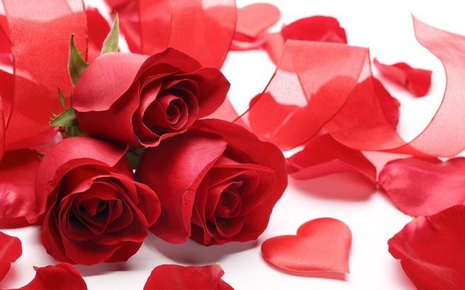 Red roses, rose petals, and a pink ribbon